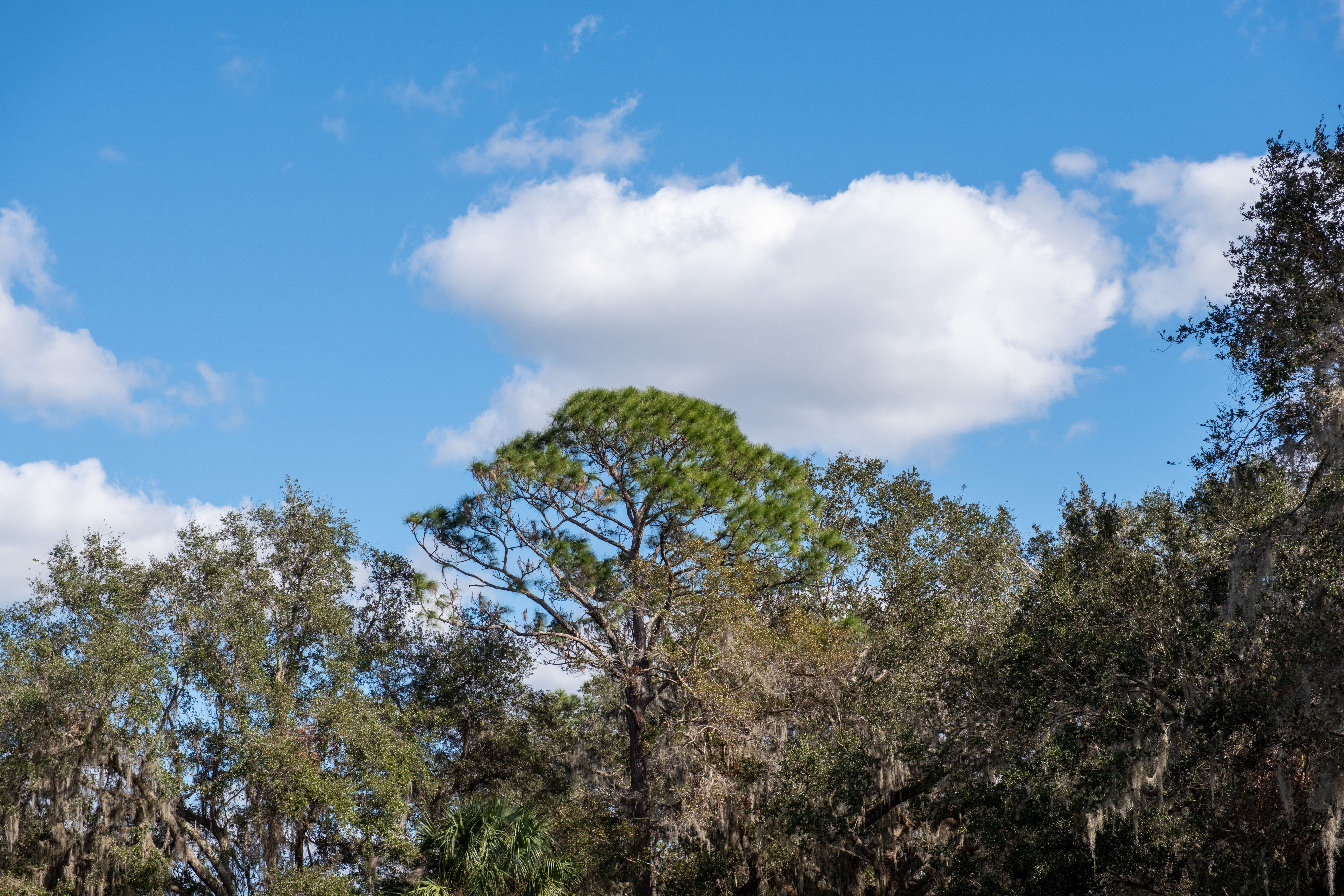 Blue Sky and Clouds over Trees · Free Stock Photo
