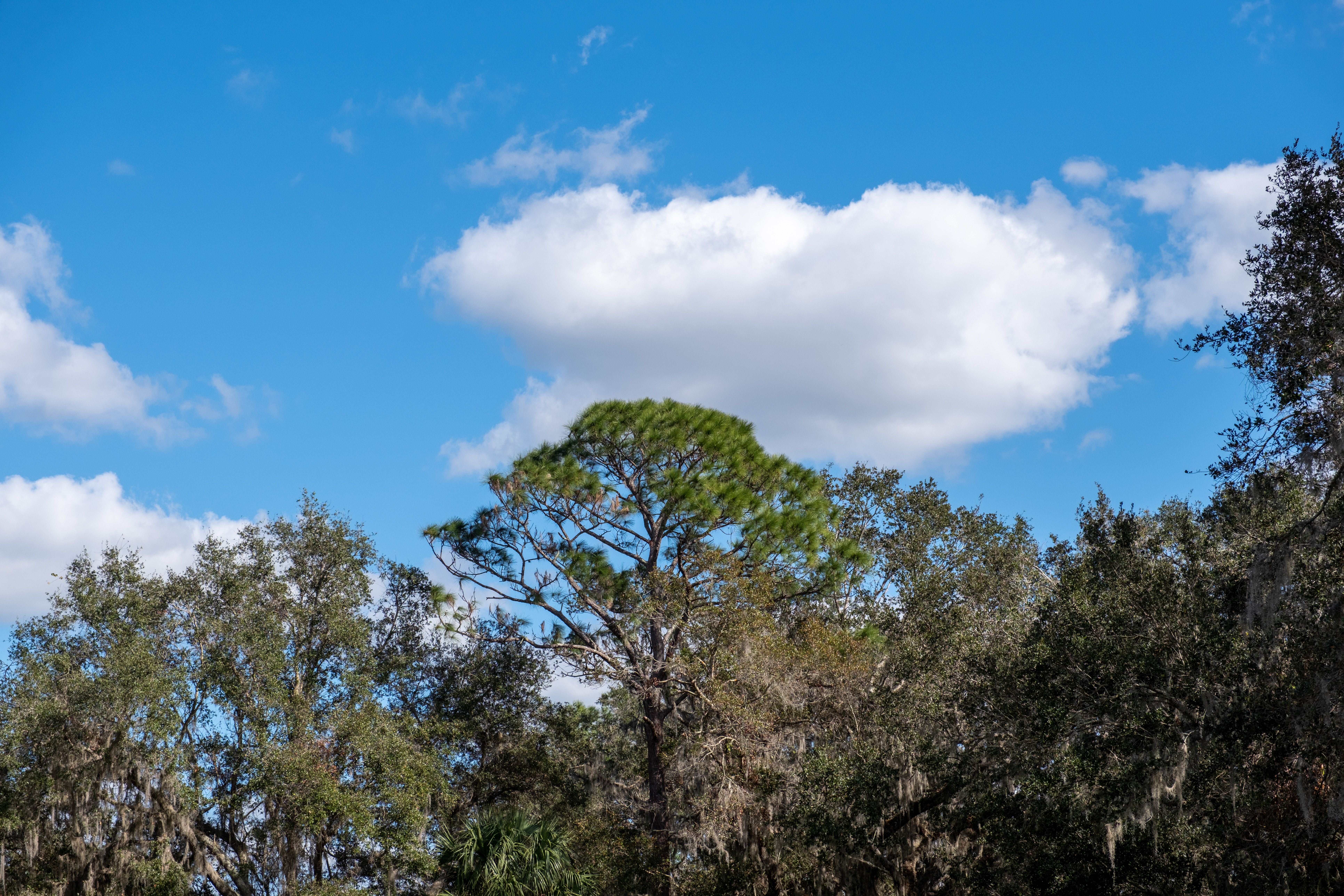 Green Trees Under Blue Sky and White Clouds · Free Stock Photo