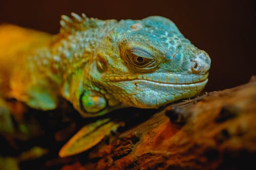 Green Iguana in Close Up Photography