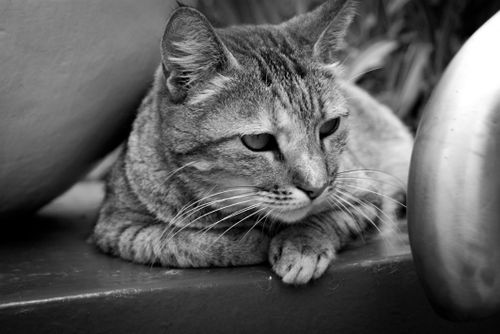 Free Little Cat Stock Photo