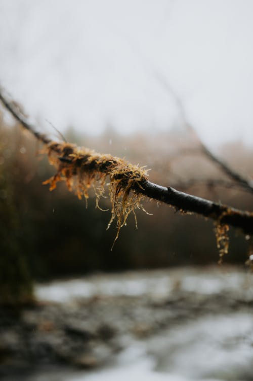 Close up of a Branch 