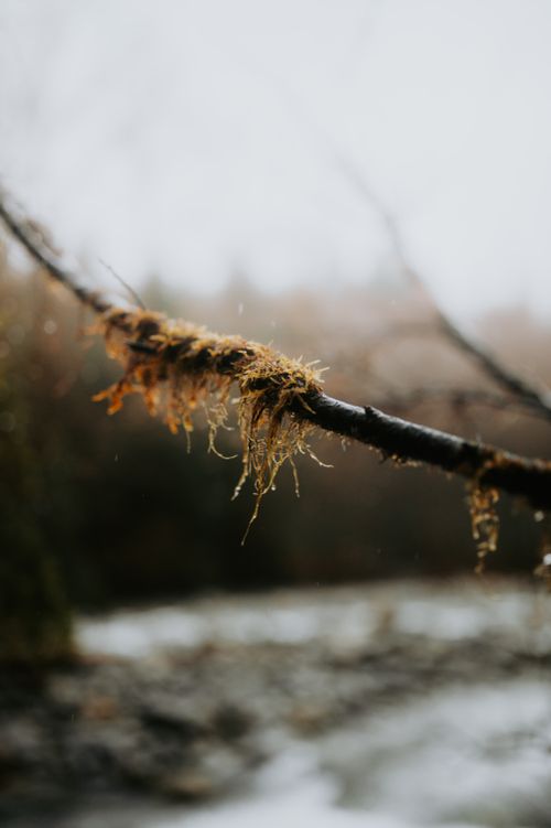 Free A detailed view of moss growing on a branch in a serene autumn landscape. Stock Photo