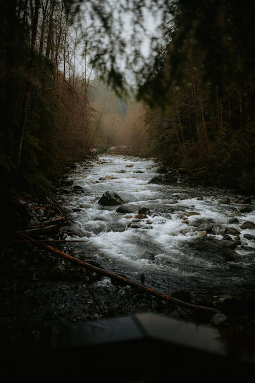 Kostenloses Stock Foto zu bäume, felsen, fließendes wasser