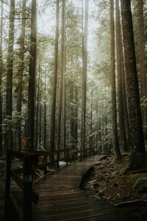 Free A serene wooden pathway winds through a dense, tranquil forest with towering trees. Stock Photo