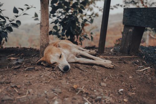 Free A relaxed dog peacefully sleeping on the ground under a tree outdoors. Earthy tones. Stock Photo