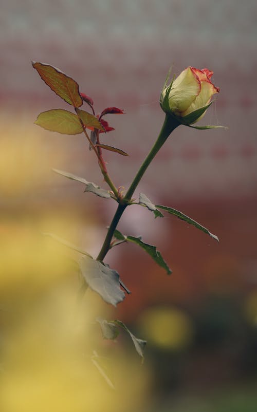 Close-Up Shot of a Blooming Rose Flower