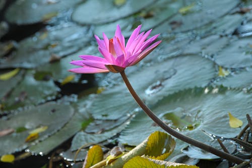 Бесплатное стоковое фото с nelumbo nucifera, водное растение, выборочный фокус