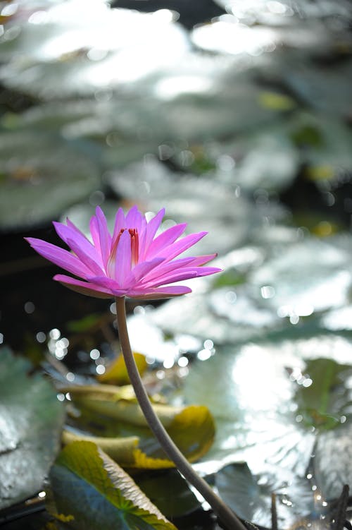 Close-up of a Pink Flower 