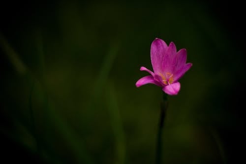 Základová fotografie zdarma na téma krásná květina, kytka, růžová