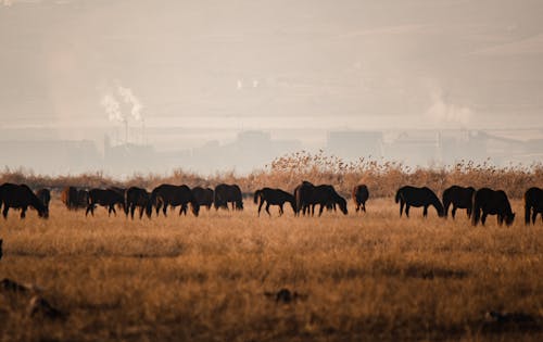 Základová fotografie zdarma na téma hospodářská zvířata, hřiště, koně