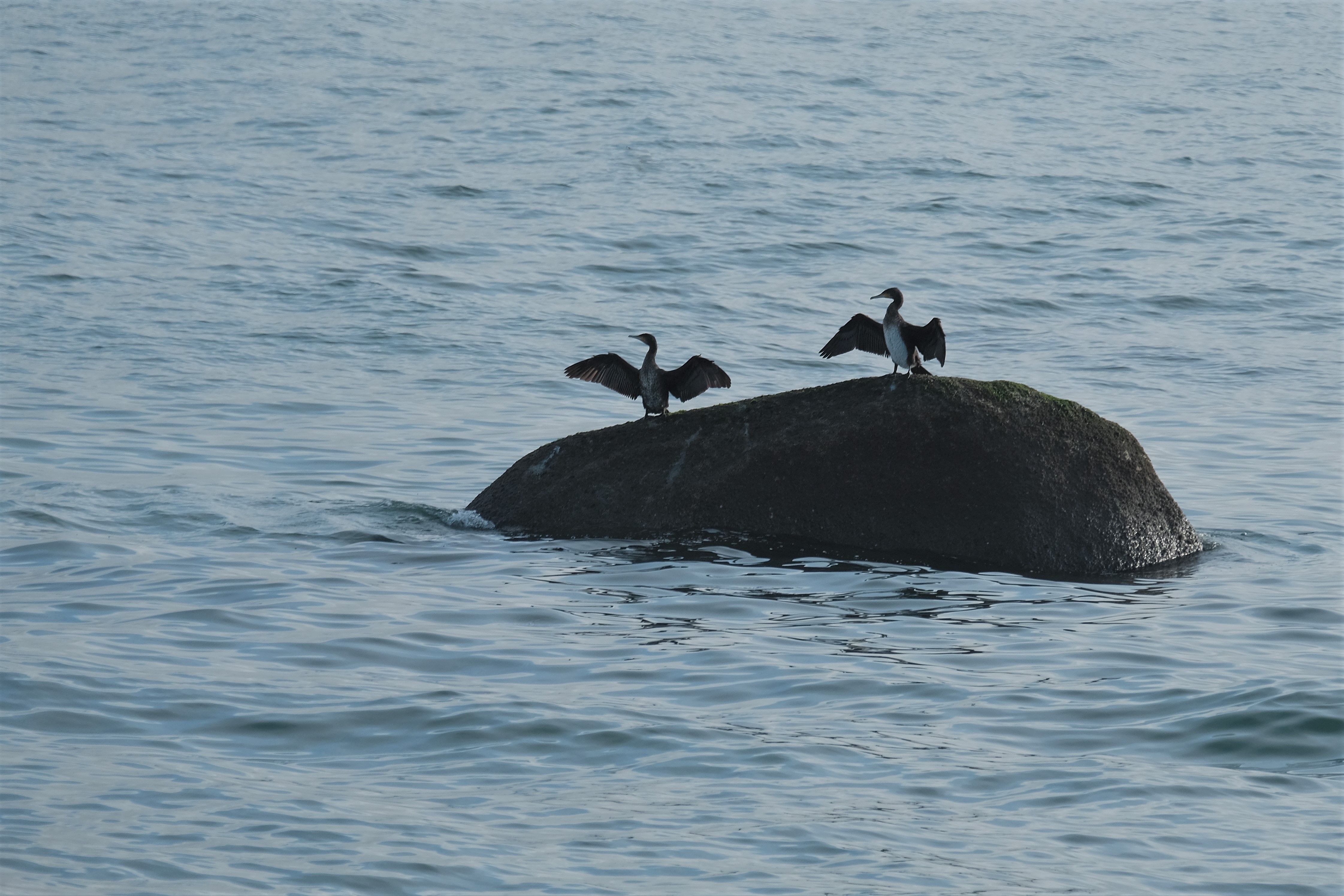 Black and White Birds on Rock in the Middle of the Ocean · Free Stock Photo
