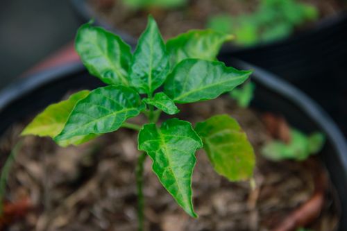Free Vibrant green leaves of a potted plant with a natural background, captured in close-up for botanical interest. Stock Photo