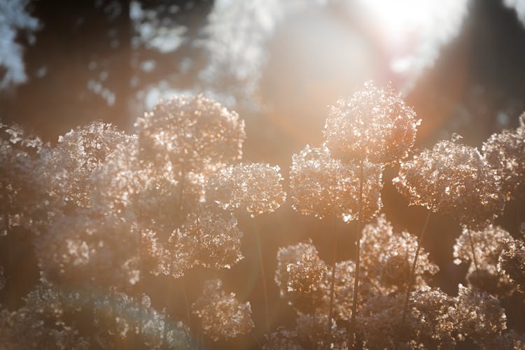 Sunlight Over Hoarfrost On Flowers