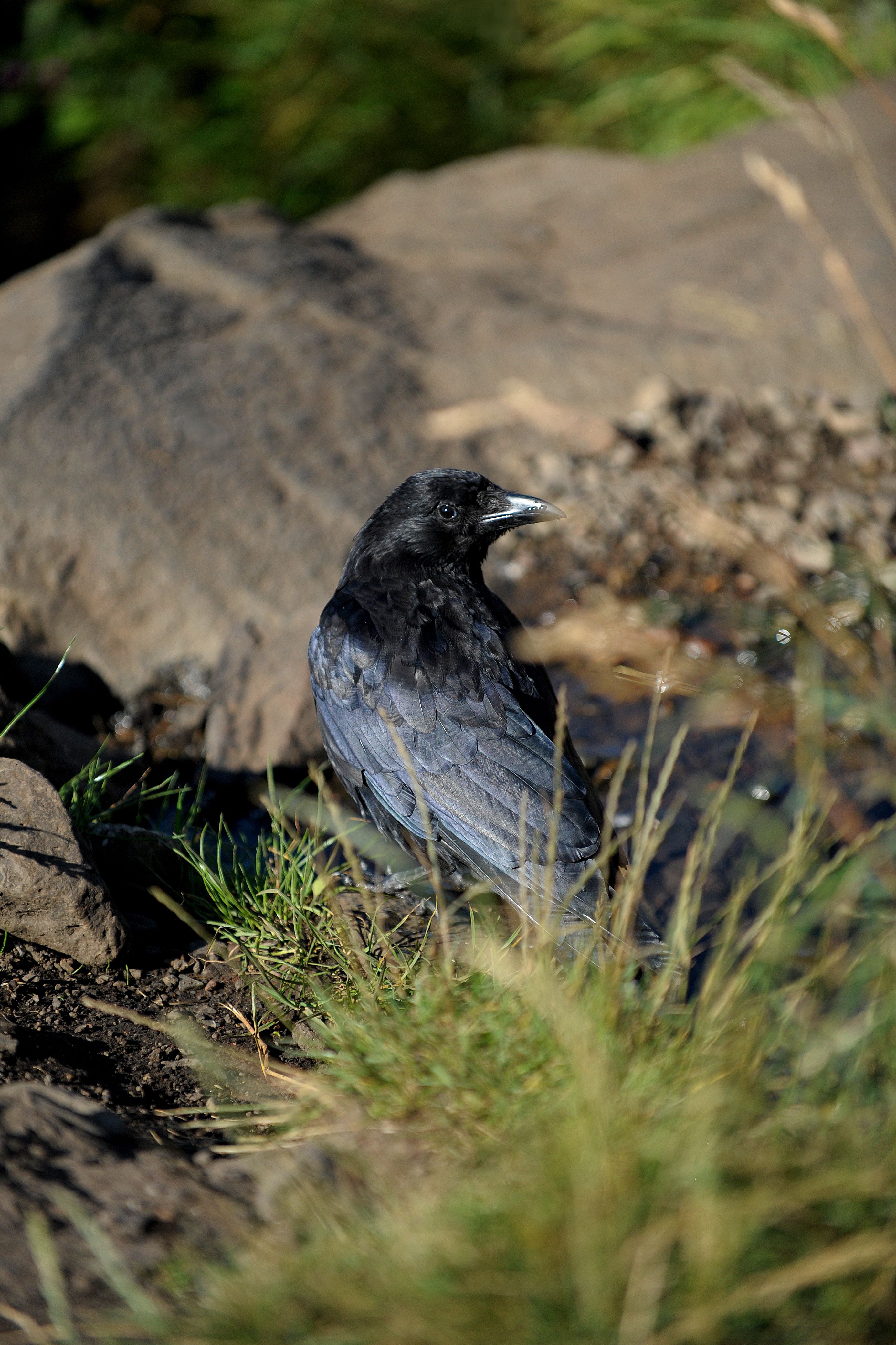 Raven on Rocks · Free Stock Photo