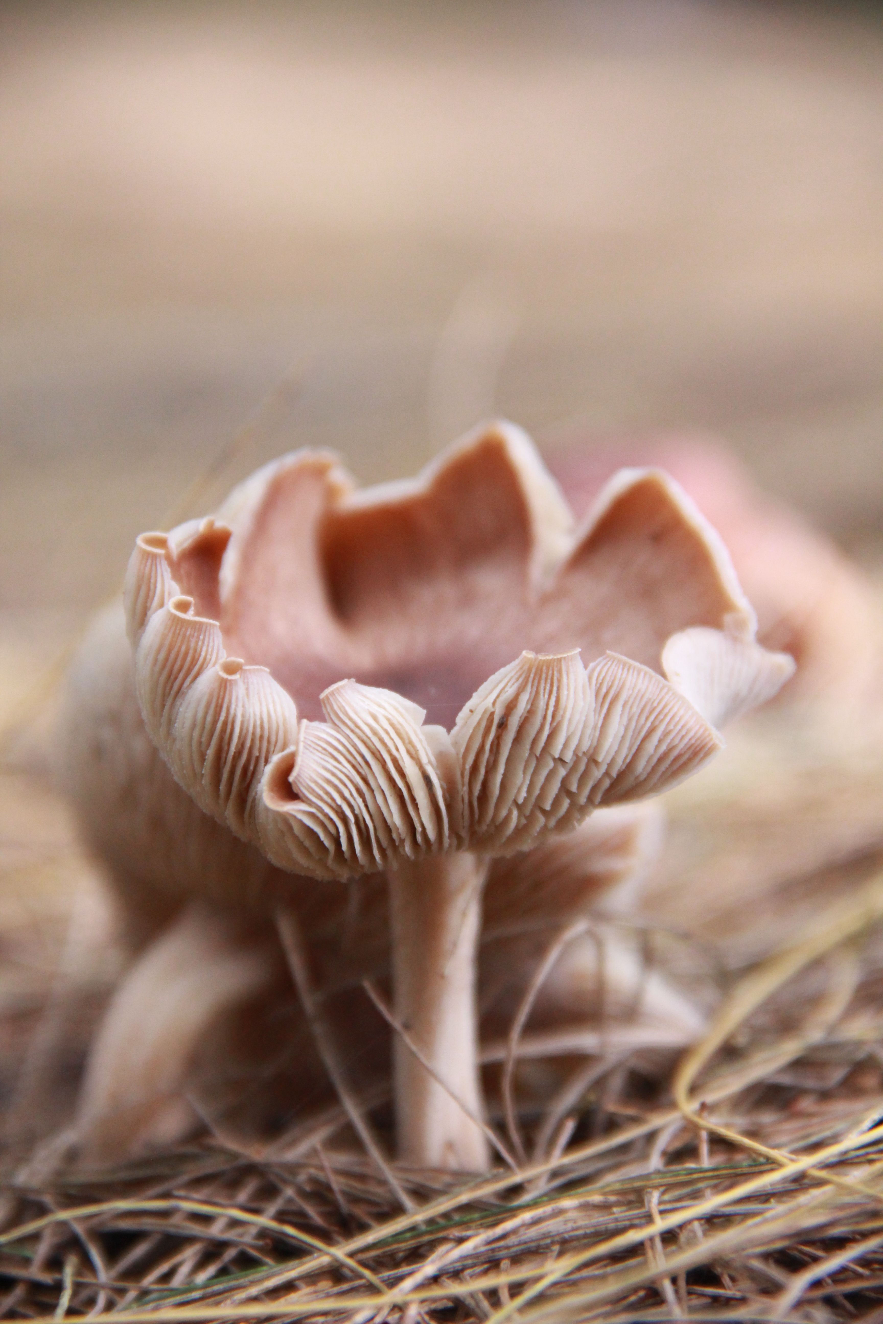 Macro photograph of a wild mushroom on brown grass, showcasing intricate gills.