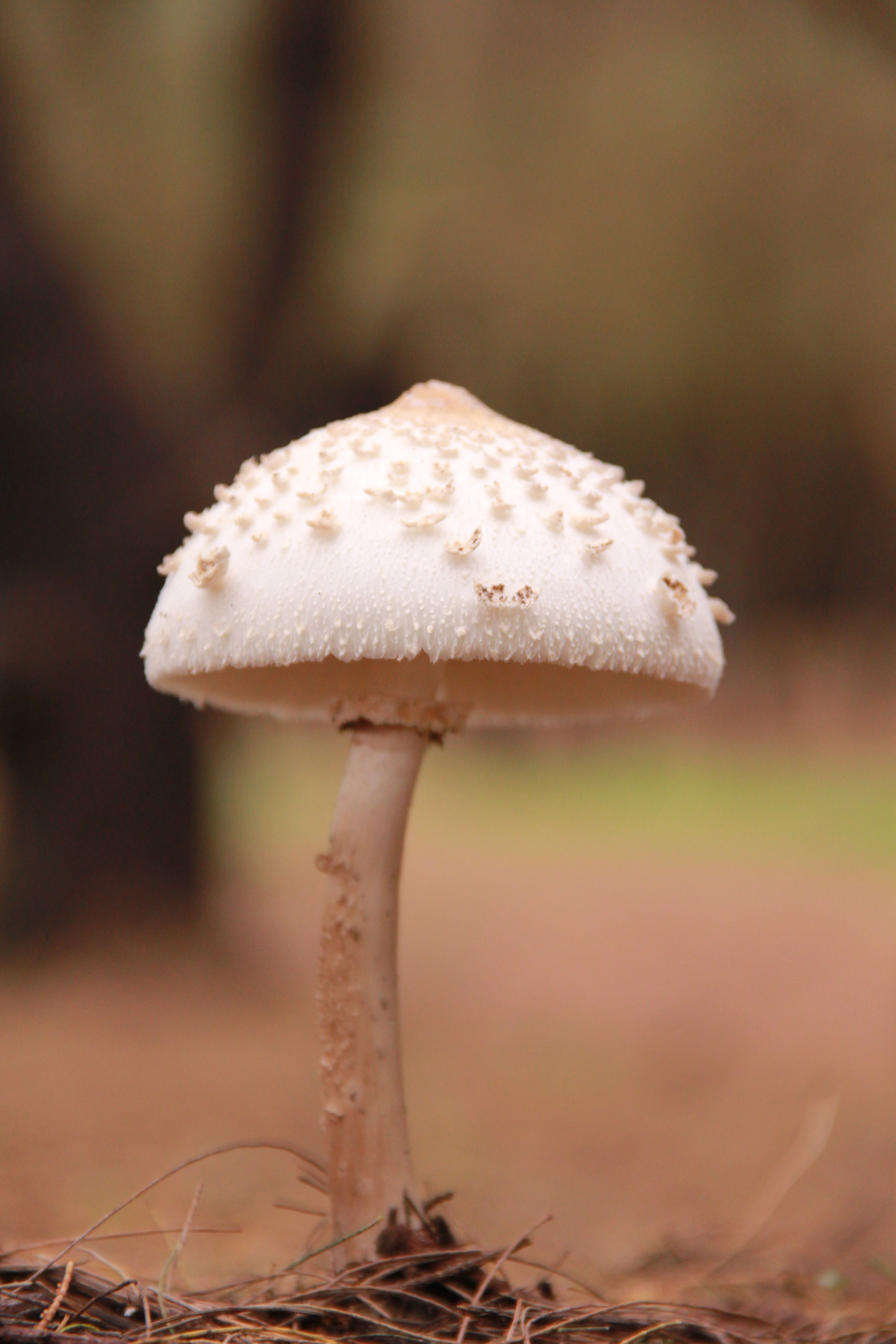 Detailed macro shot of a solitary white mushroom in a natural setting.