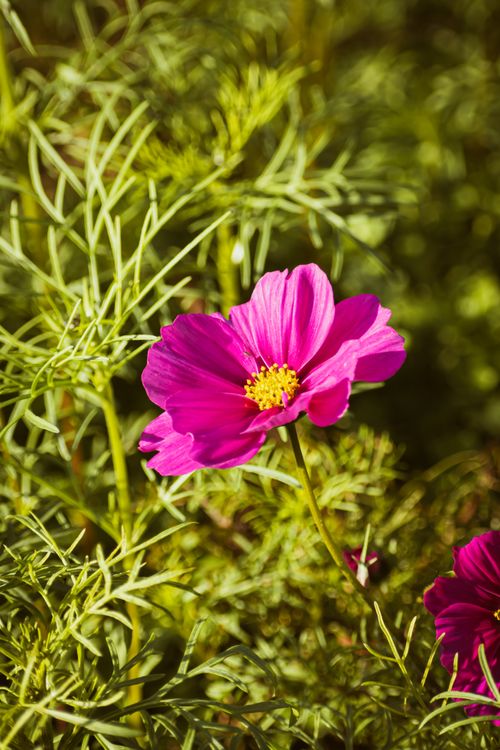 Free Close-up of a vivid pink cosmos flower in lush green foliage, showcasing nature's beauty. Stock Photo