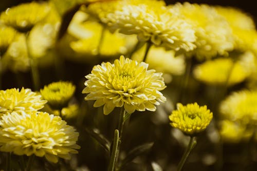 Yellow Chrysanthemums in Bloom