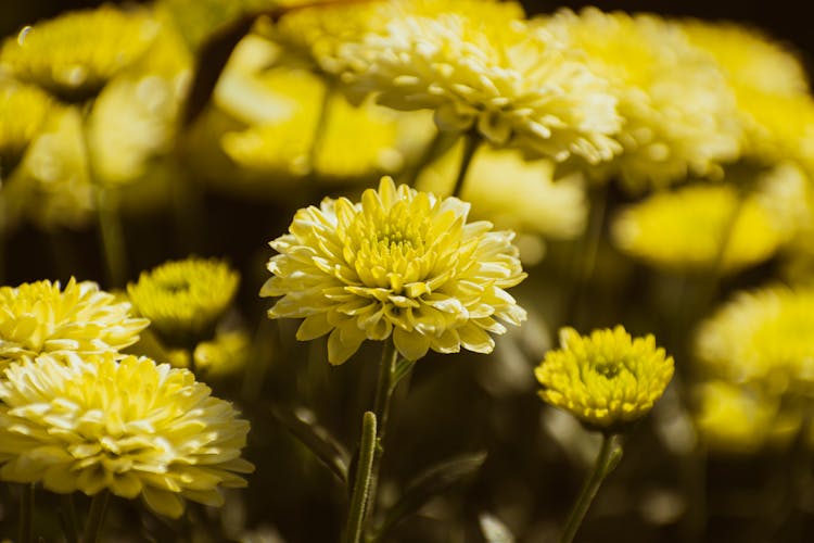 Yellow Chrysanthemums In Bloom