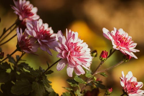 Kostenloses Stock Foto zu blumen, blütenblätter, frisch