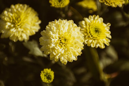 Close Up Photo of Yellow Chrysanthemums in Bloom