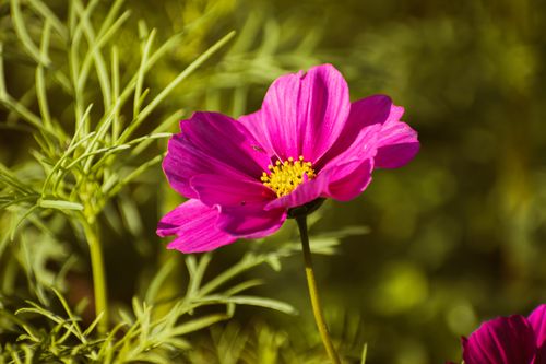 Free Close-up of a vibrant pink cosmos flower with lush green leaves in sunlight. Stock Photo