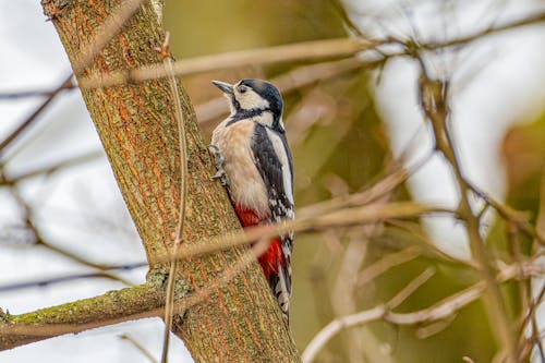 Great Spotted Woodpecker Perched on a Tree