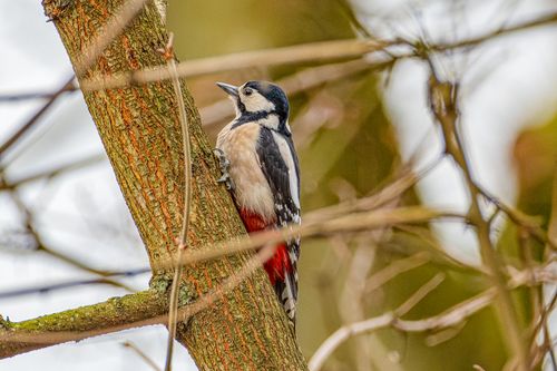 Free Close-up of a great spotted woodpecker perched on a tree branch outdoors. Stock Photo