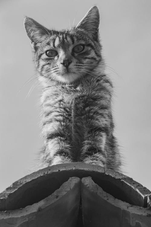 Little Cat on a Wall in Black and White 