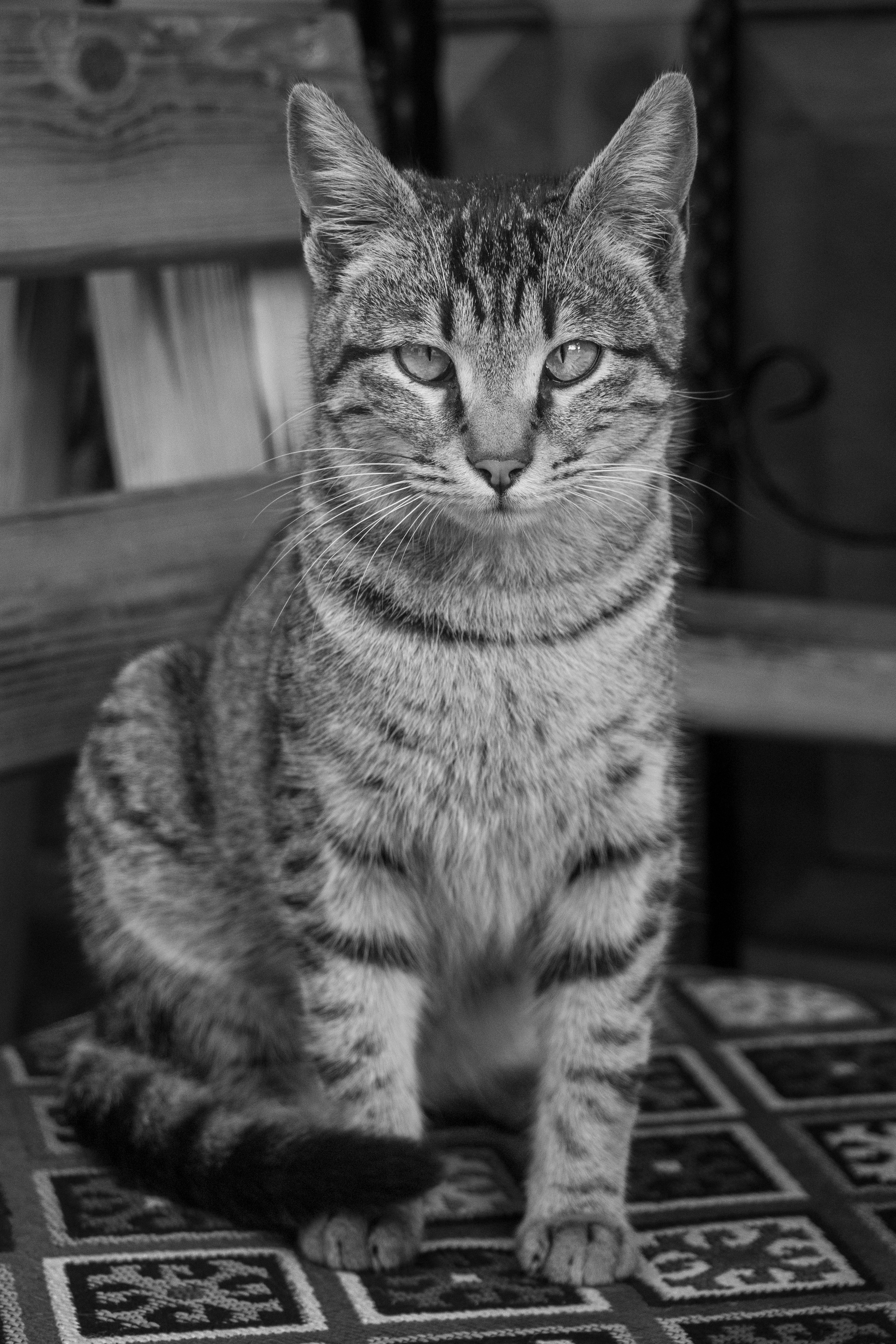 Grayscale Photo of a Tabby Cat · Free Stock Photo