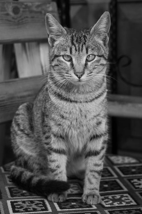Free Grayscale Photo of a Tabby Cat  Stock Photo