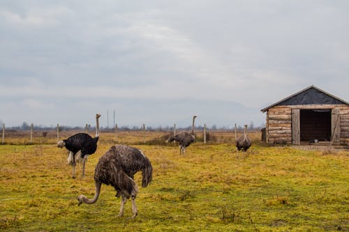 Foto profissional grátis de agricultura, animais, animais selvagens