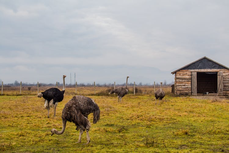 Ostriches On Grass Field