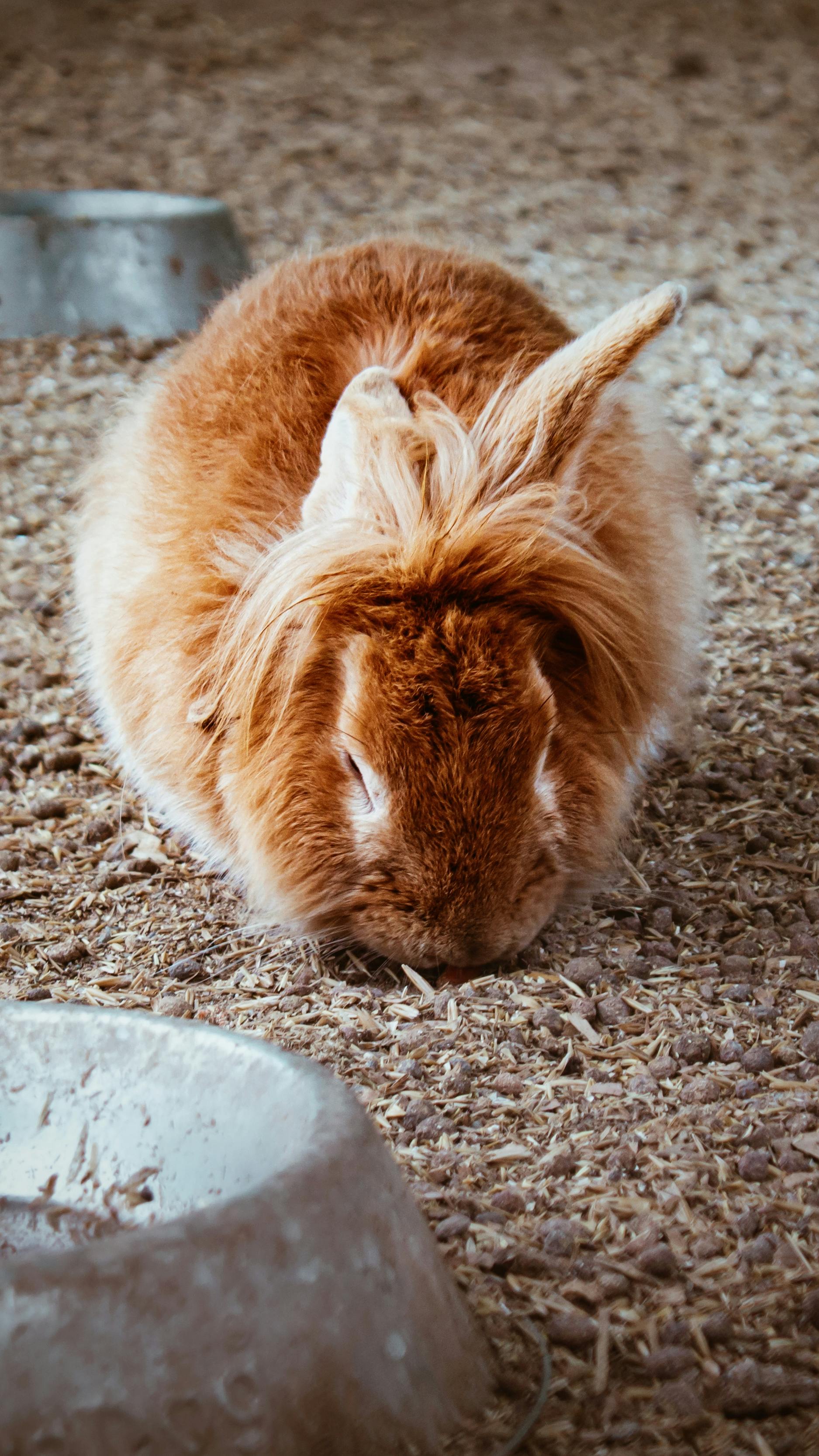 fluffy furry rabbit