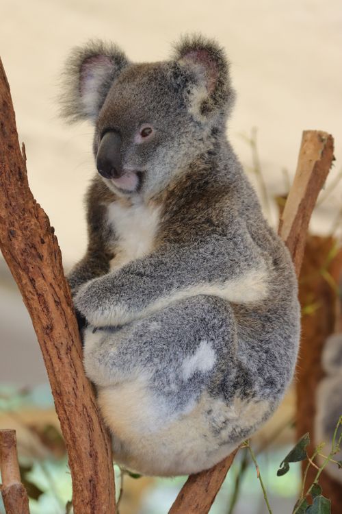 Free Close-up of a koala perched on a tree in Brisbane, showcasing Australia's unique wildlife. Stock Photo