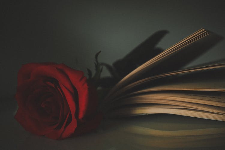 Rose And Book