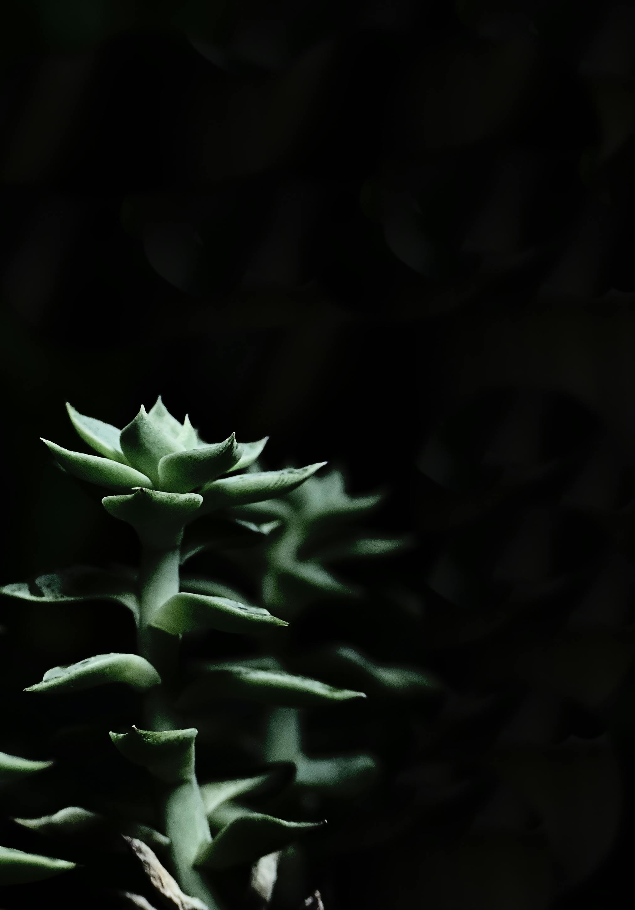 succulent in black background