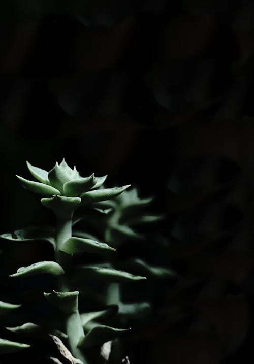Gratis lagerfoto af 4 k tapet, abstrakt, Aloe