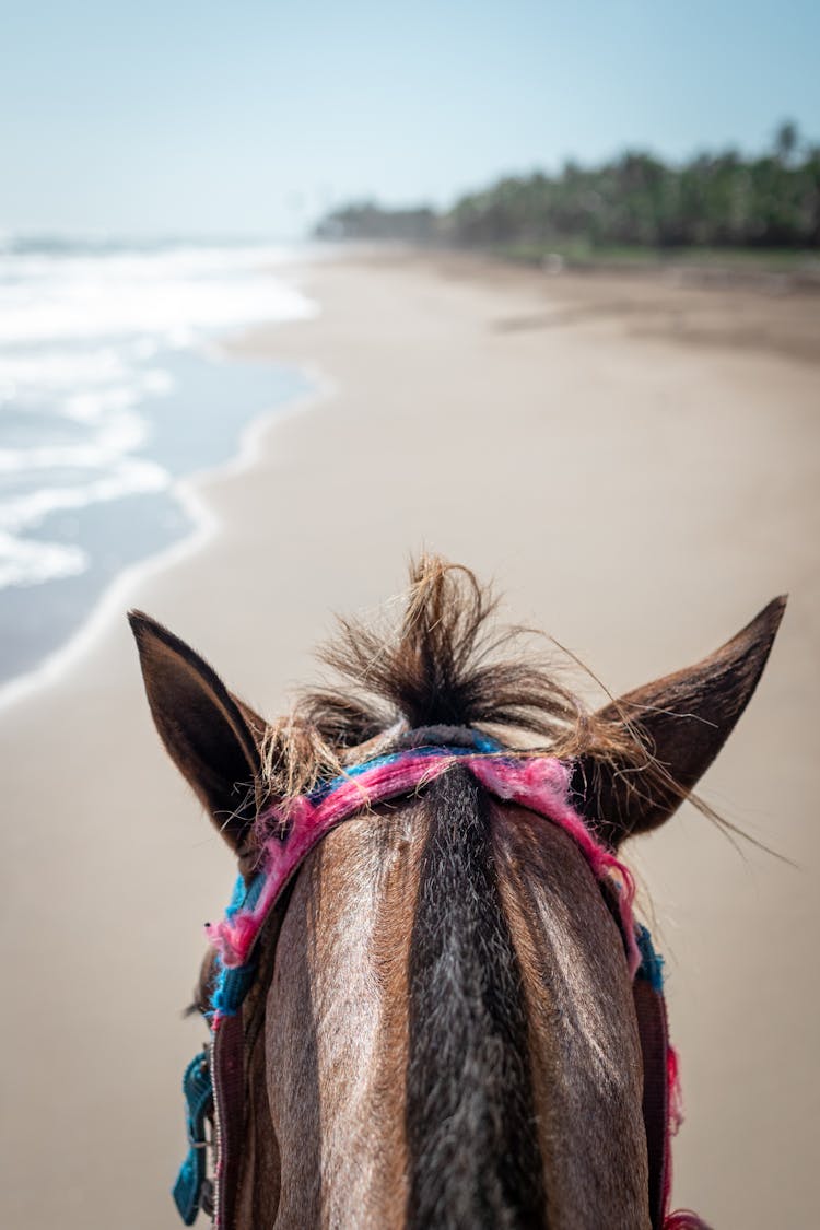 Horse Head On Beach