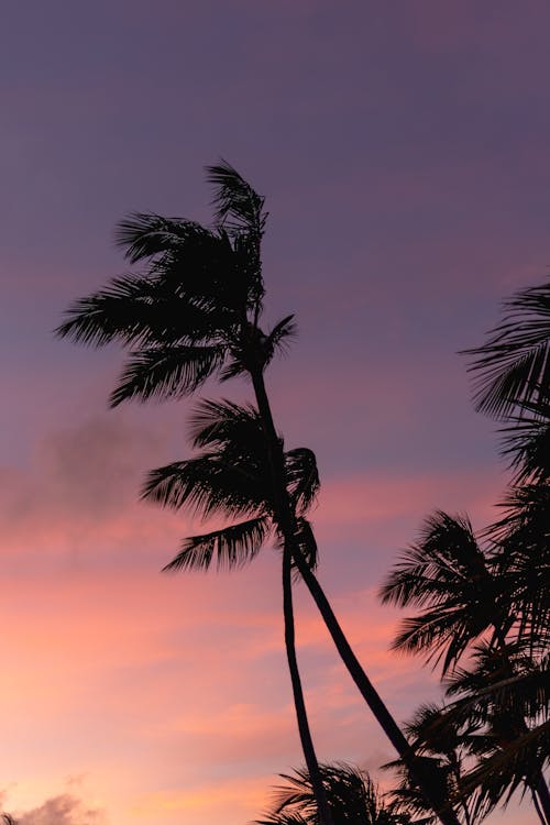 剪影, 垂直拍攝, 棕櫚樹 的 免費圖庫相片