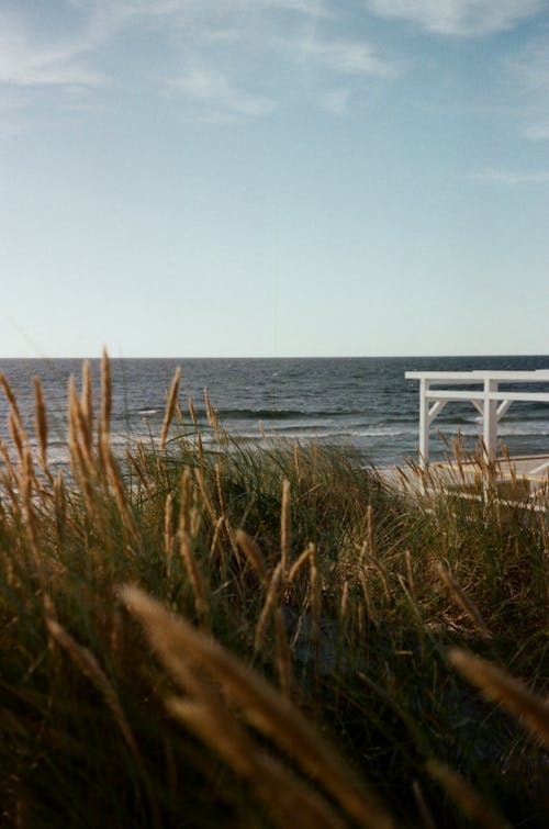 Clear Sky over Rushes on Sea Shore