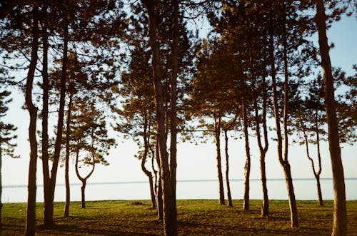 Foto profissional grátis de árvores, beira do lago, corpo d'água