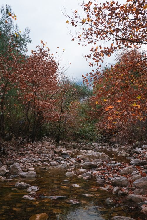Free Peaceful autumn stream surrounded by trees with vibrant fall foliage. Stock Photo