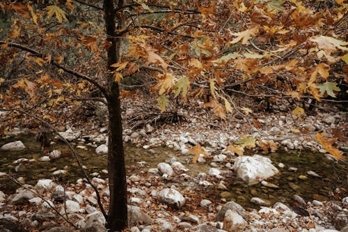 A Rocky Stream and Trees with Yellow Leaves 