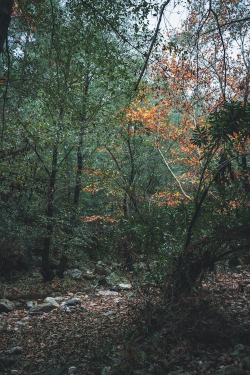 Δωρεάν στοκ φωτογραφιών με δασικός, δέντρα, διαδρομή