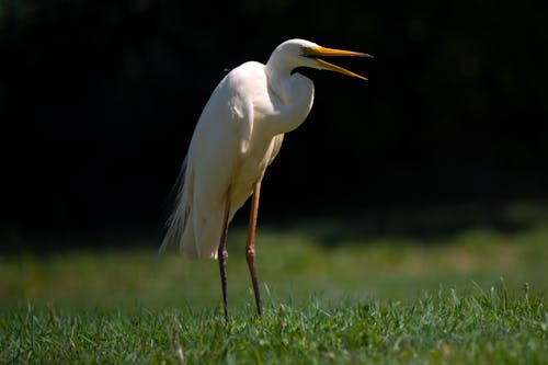 Immagine gratuita di animall, bellezza della natura, erba erbosa