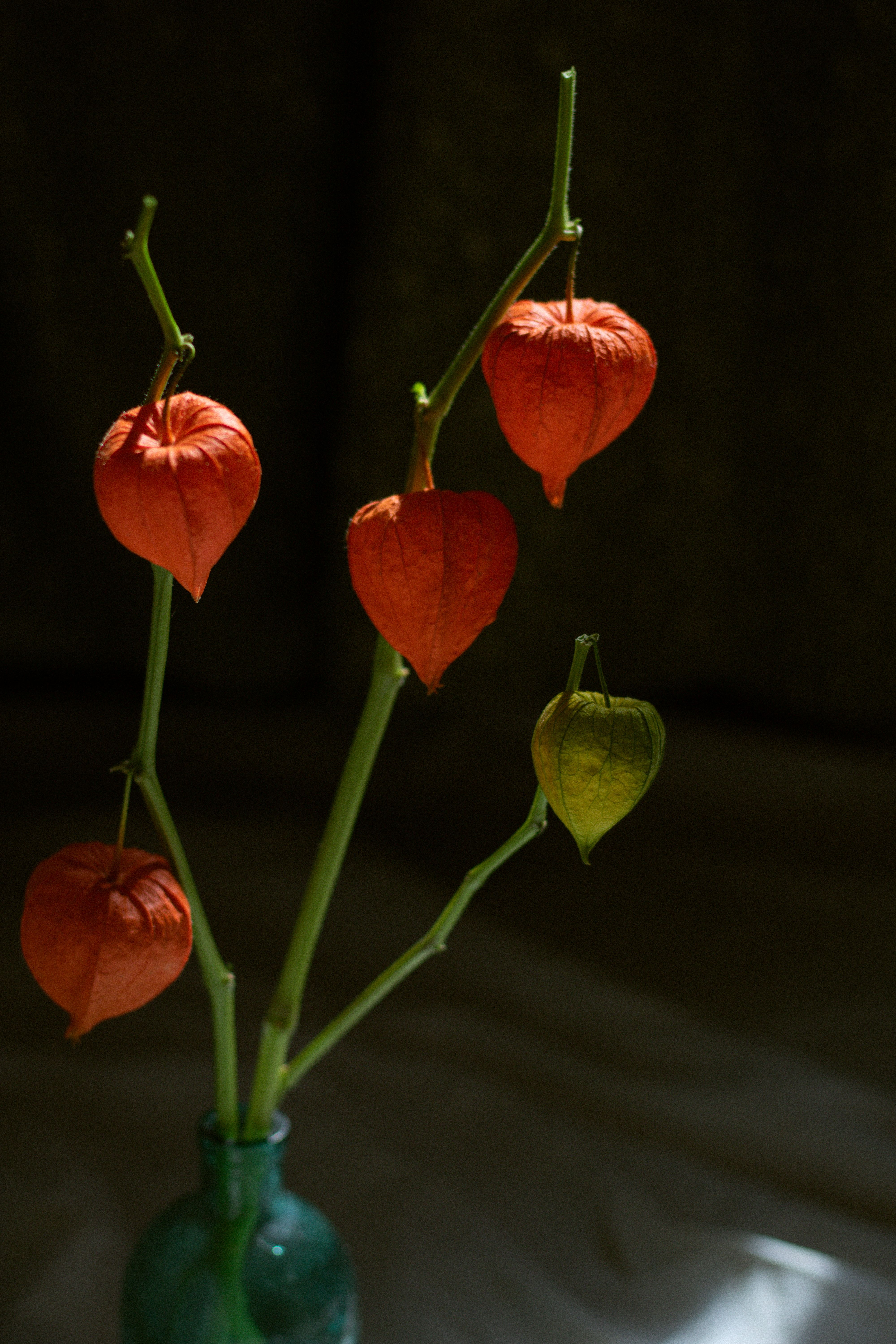 Artistic arrangement of Physalis alkekengi, or Japanese lanterns, in a vase highlighting autumn's beauty.