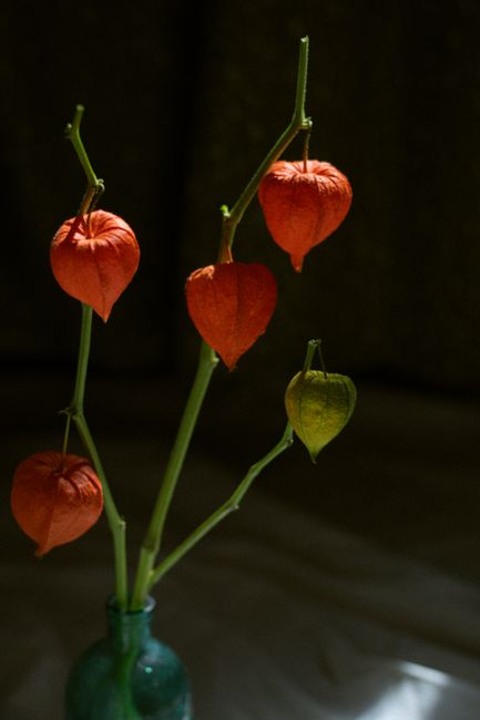 Artistic arrangement of Physalis alkekengi, or Japanese lanterns, in a vase highlighting autumn's beauty.