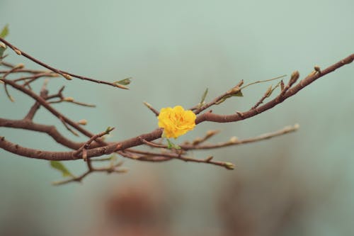Close-up of a Yellow Flower on a Tree Branch 