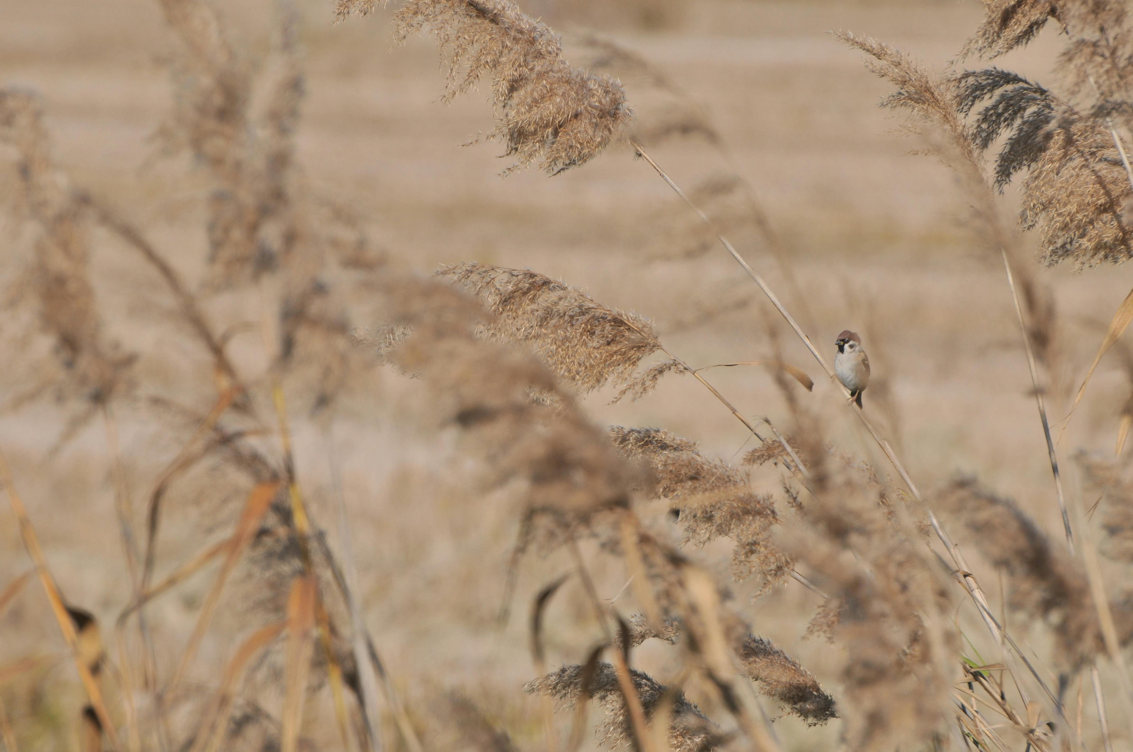 Giuseppe Arcidiacono Fotografie